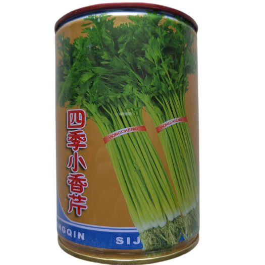 四季小香芹种子高产实心抗抽苔基地杂交黄嫩小芹菜种子