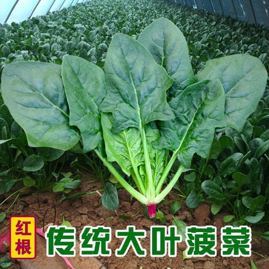 邵东市传统大叶菠菜种子阳台菜园盆栽庭院有机蔬菜种子春季四季青菜菜籽