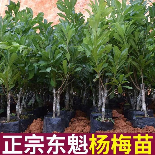 普宁市东魁杨梅树苗杯苗发货，量大价优