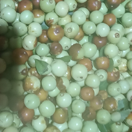 陇南野生酸枣