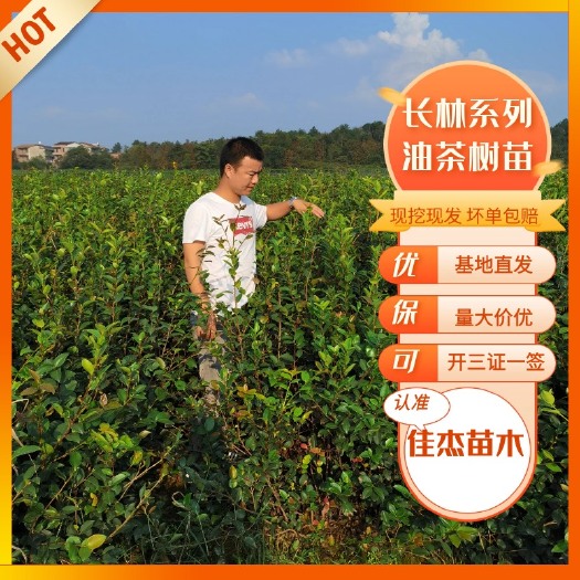 丰城市油茶树苗  一年，嫁接油茶苗大量供应，价格从优，10公分