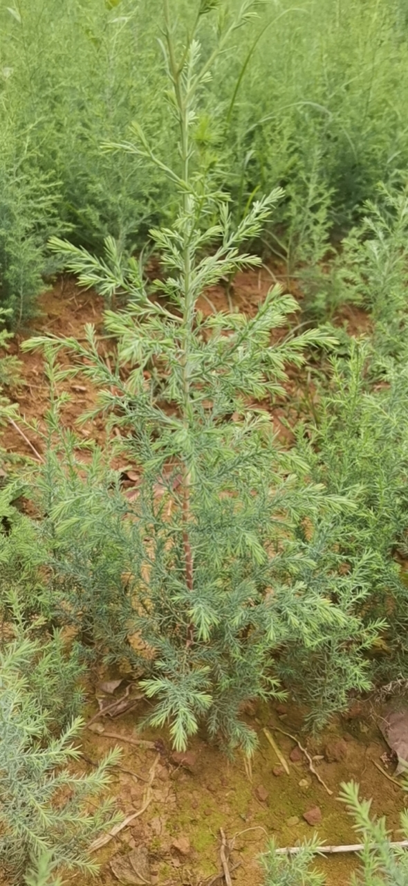 滇柏柏树 一年生 小苗