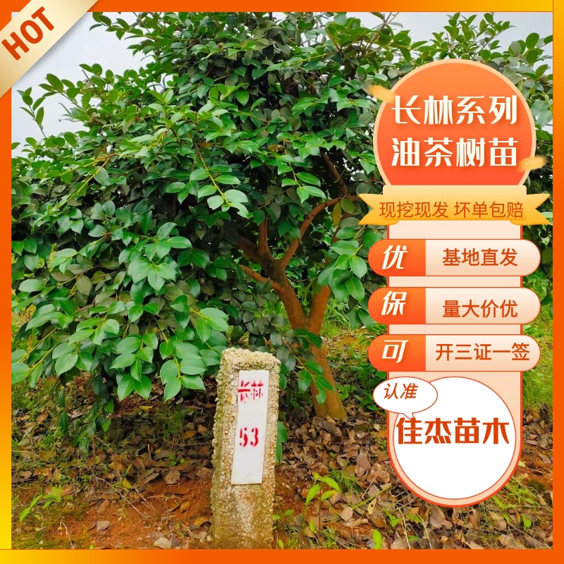 丰城市油茶树苗  超高标准嫁接油茶苗，地径0.5公分以上，