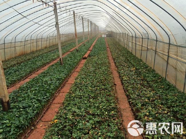 【粉红雪山】月季花苗鲜切花种苗盆栽花卉裸根扦插小苗四季开花