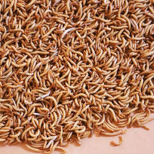 滦州市黄粉虫面包虫