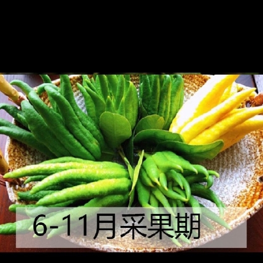 肇庆广佛手