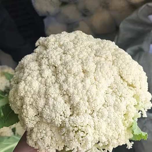 通许县白花菜菜花产地一手货源可代收，代发，代存