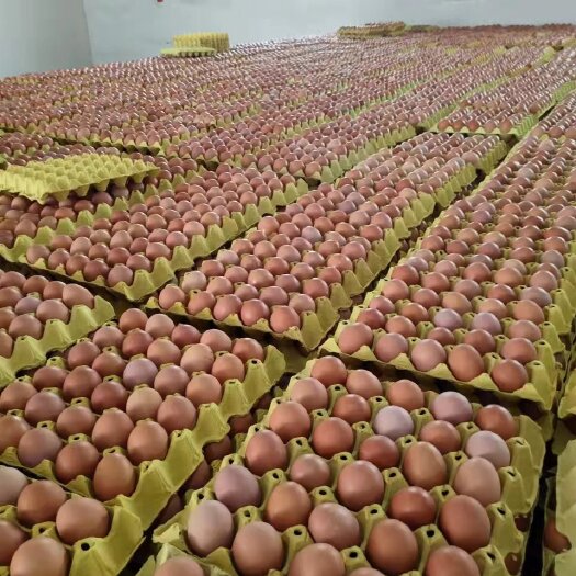 河南郑州养殖场长期供应鲜鸡蛋