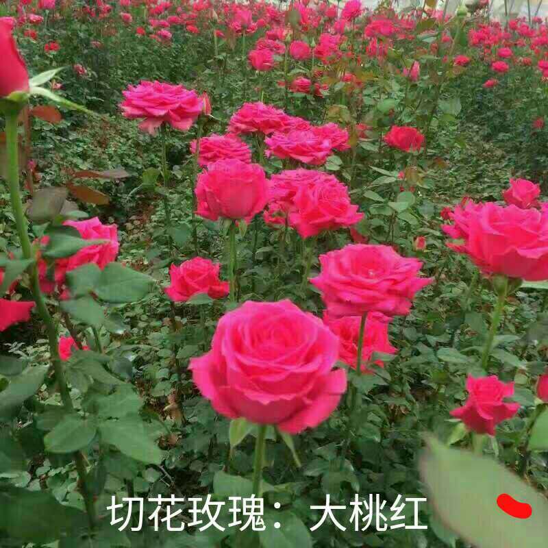 切花薔薇開花株苗-