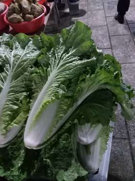 太和县毛白菜