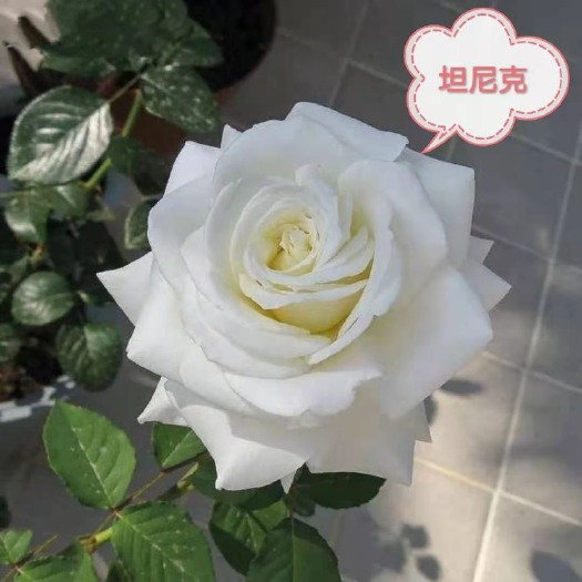 云南基地直供白色系【坦尼克】月季苗鲜切花种苗扦插苗四季开花