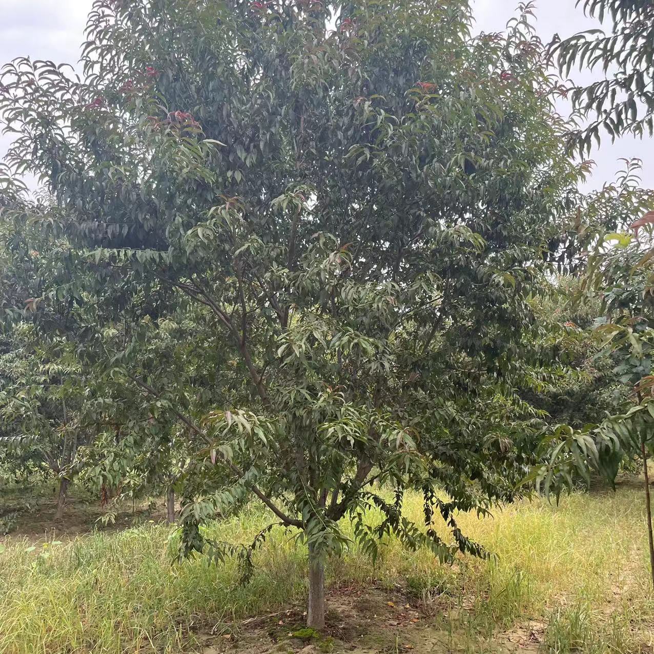 8公分红叶碧桃价格雨泽园林种植基地