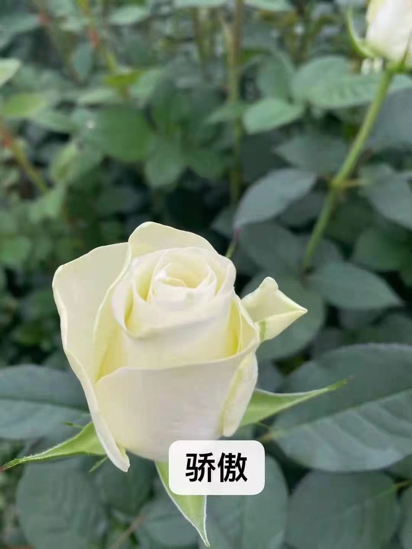 花境白色系多季开花系温室月季花批发采购_花境白色系多季开花系温室