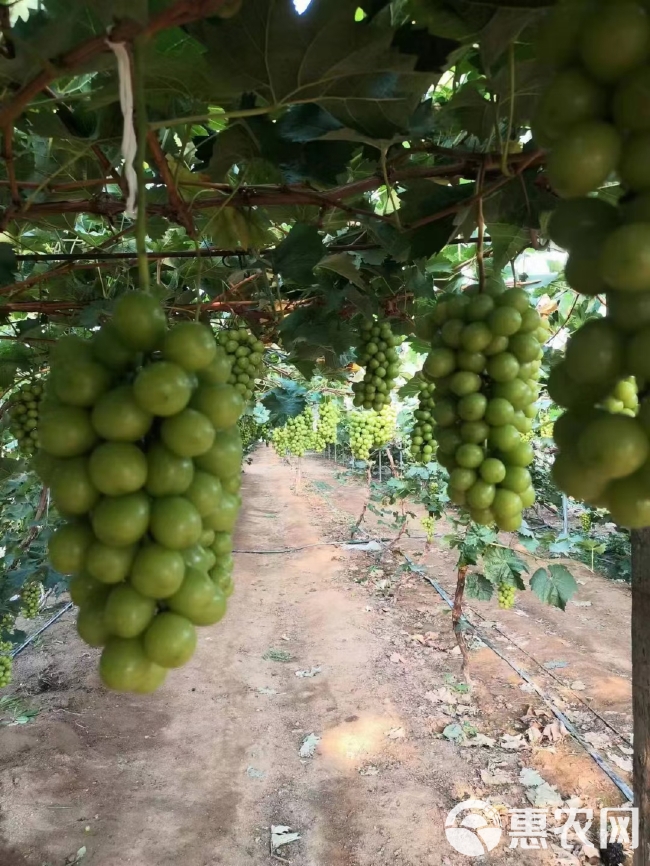 辽宁阳光玫瑰葡萄大量上市