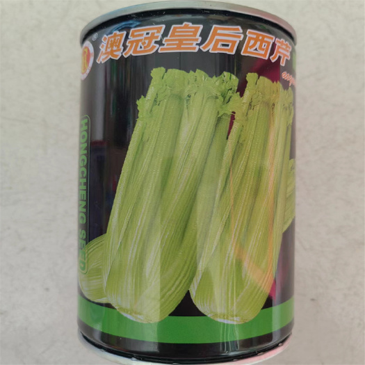 玻璃脆西芹种子高产速生文图拉西芹种子耐热耐寒强皇后西芹不抽苔