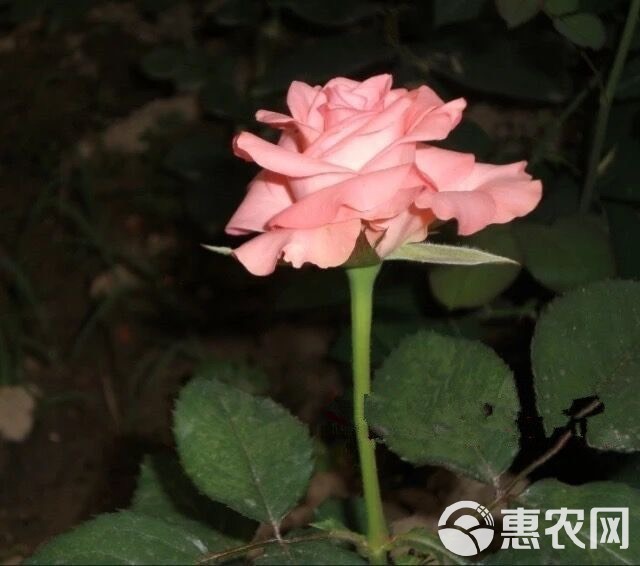 粉色【戴安娜】玫瑰苗鲜切花种苗扦插小苗盆栽庭院阳台绿植花卉苗