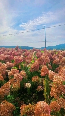 开原市八仙花 大花水桠木 木本绣球 圆锥绣球小苗 规格全一手货源