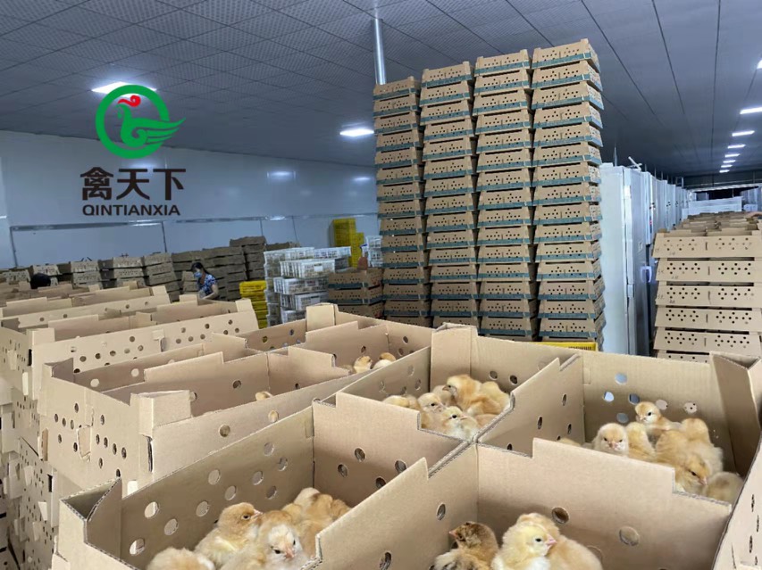 快大黄鸡苗  新坡麻鸡 大种麻鸡公苗全国发货包疫苗路损