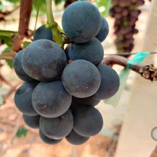 夏黑葡萄无籽葡萄产地直发新鲜水果特产商超品质包邮