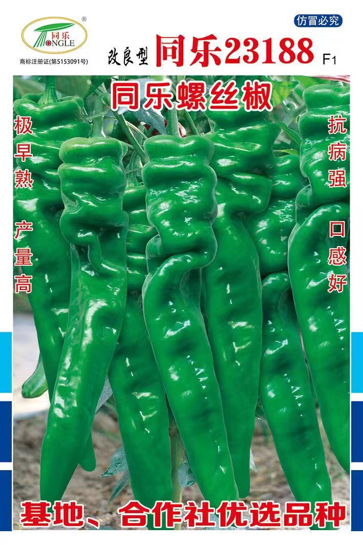 天津螺丝椒种子  同乐23188螺丝椒辣椒种子