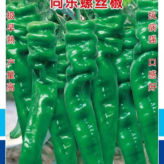 天津螺丝椒种子  同乐23188螺丝椒辣椒种子