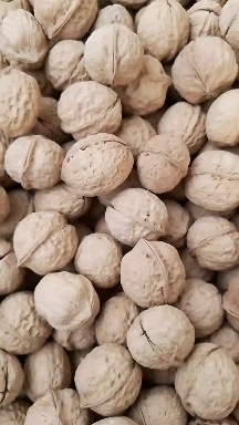 大姚县薄皮核桃  云南纸皮核桃