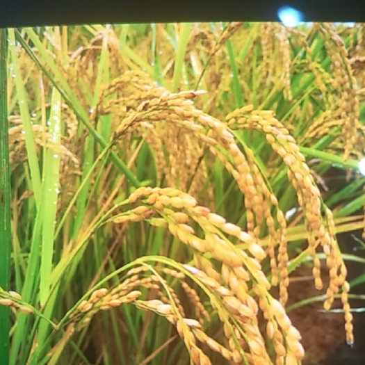 水稻批发1.26