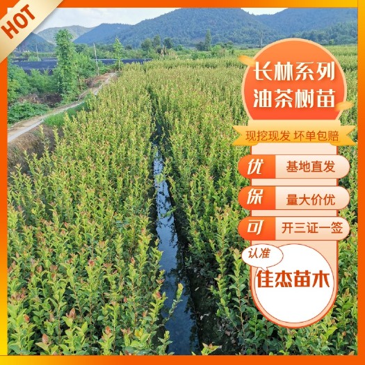 丰城市油茶树苗 长林系列嫁接油茶苗，裸根苗，30公分起苗，