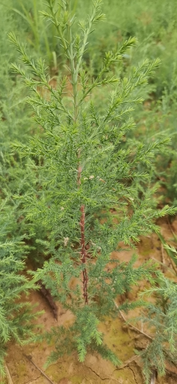 滇柏柏树 一年生 小苗