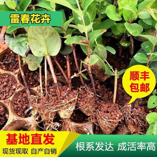 昆明【50棵起】云南昆明基地直发各色系火龙珠花苗相思豆种苗扦插苗