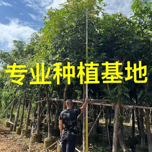 福建全冠芒果树批发 芒果树价格 热带水果树供应 荔枝树桑葚树