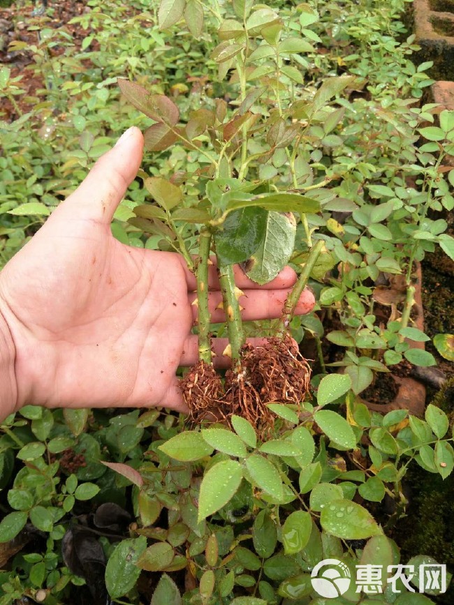 基地直供【金边】食用玫瑰苗裸根扦插小苗庭院花卉当年开花