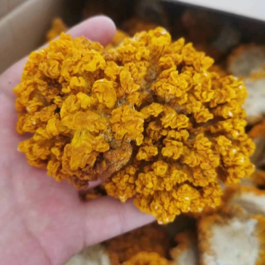 工厂化种植金耳干货
