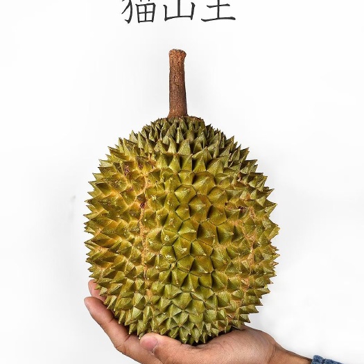 广州马来西亚猫山王榴莲精选好果包售后包出肉率高招代理商一件代发