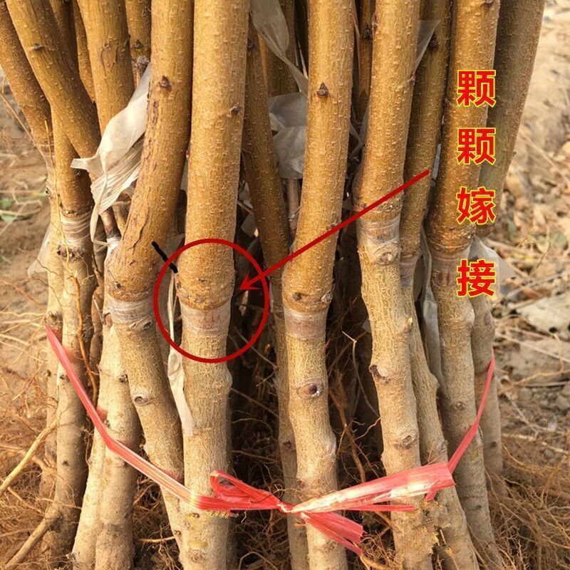 血桃苗 桃树苗 嫁接桃树苗 南北方种植果树