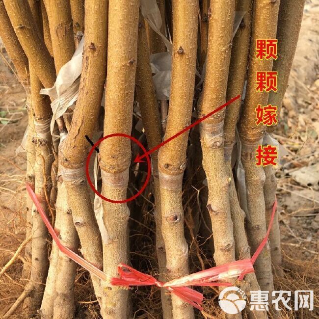 血桃苗 桃树苗 嫁接桃树苗 南北方种植果树