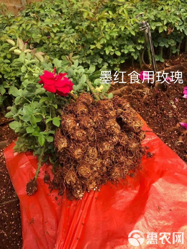 云南基地直供法国【墨红】玫瑰苗扦插小苗食用玫瑰花茶当年开花