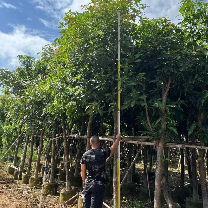 福建大量种植芒果树基地 热带果树批发 规格齐全 品种多样