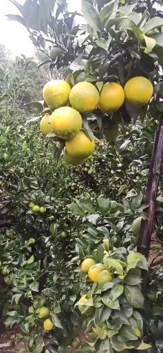 崇左广西红江橙糖度已经达到13左右