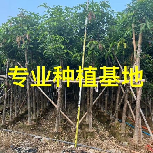 福建大量种植芒果树基地 热带果树批发 规格齐全 品种多样
