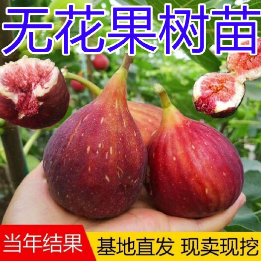 波姬红无花果苗 布兰瑞克 青皮