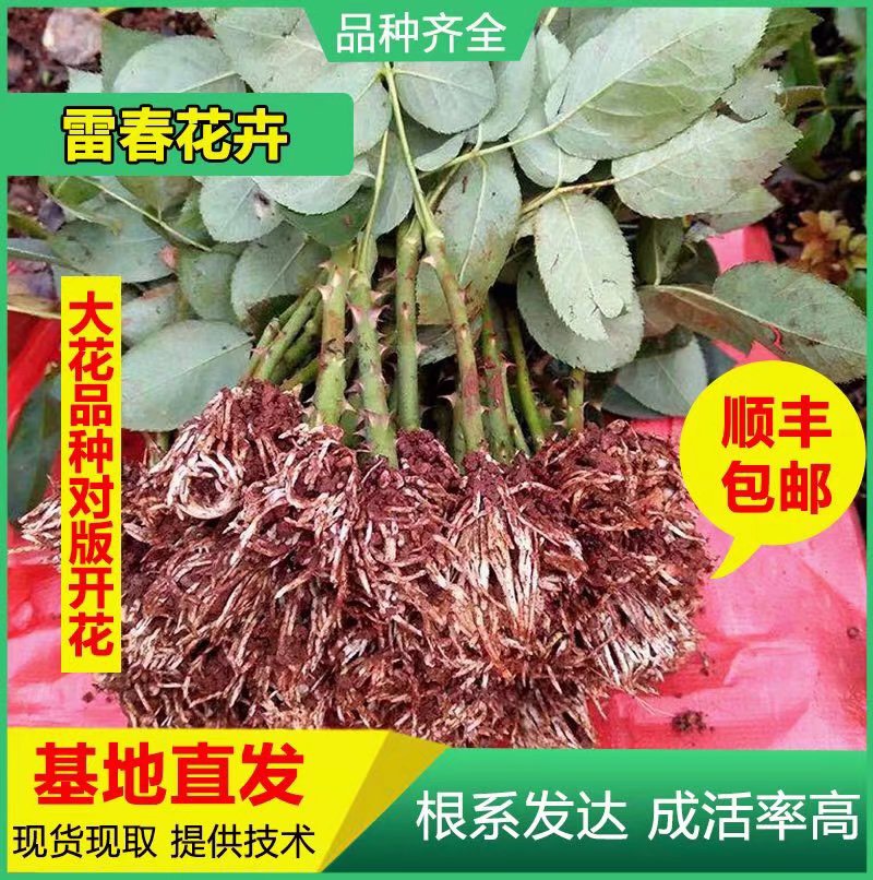 昆明2000棵云南玫瑰种苗 大花月季花苗 品种可混搭绿化工程苗