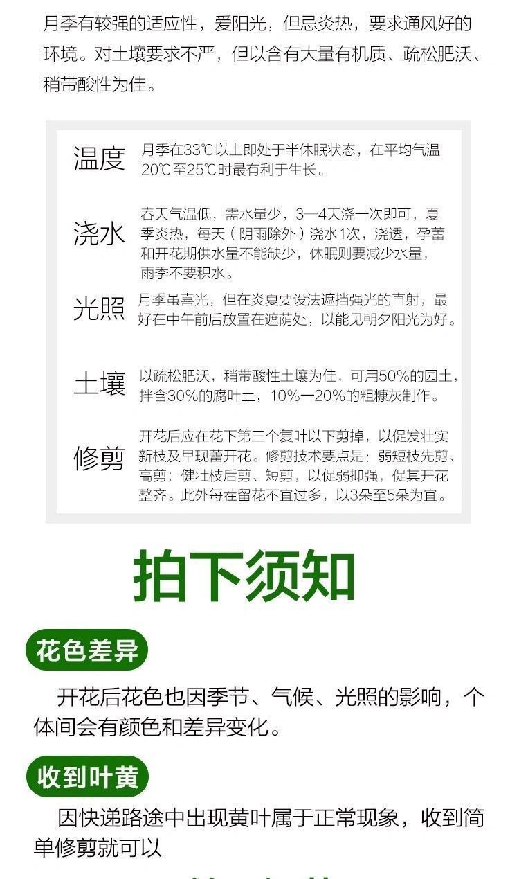 【50棵起】果汁阳台月季花小苗 四季开花 大花浓香欧月种苗