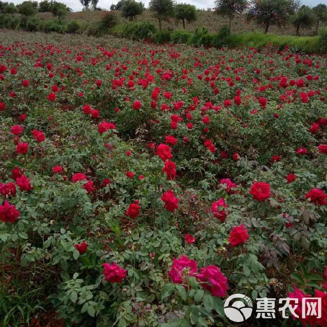 云南基地直供法国【墨红】玫瑰苗扦插小苗食用玫瑰花茶当年开花