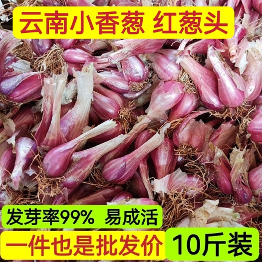 宾川县【净重10斤】云南小香葱红葱头种子种植食用红皮葱头批发包邮
