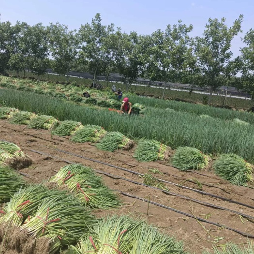 2022.10.02基地直供精品葱苗移载发货