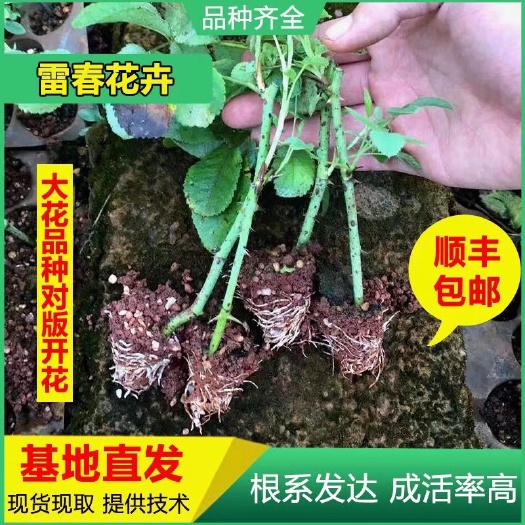 昆明食用玫瑰 50棵起订顺丰包邮云南滇红 大马士革金边 墨红种苗