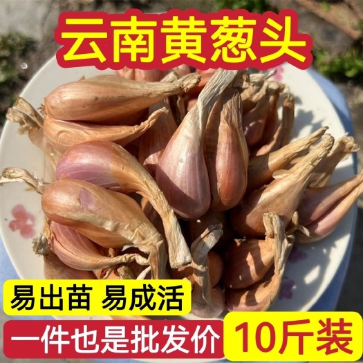 宾川县云南小香葱黄葱头葱种子四季干葱头带须榨葱油种植批发10斤净重