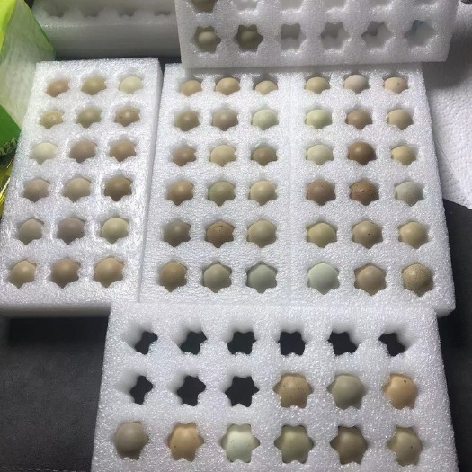 广汉市芦丁鸡种蛋混色，白色灰色，驼色，蓝脸，礼服混