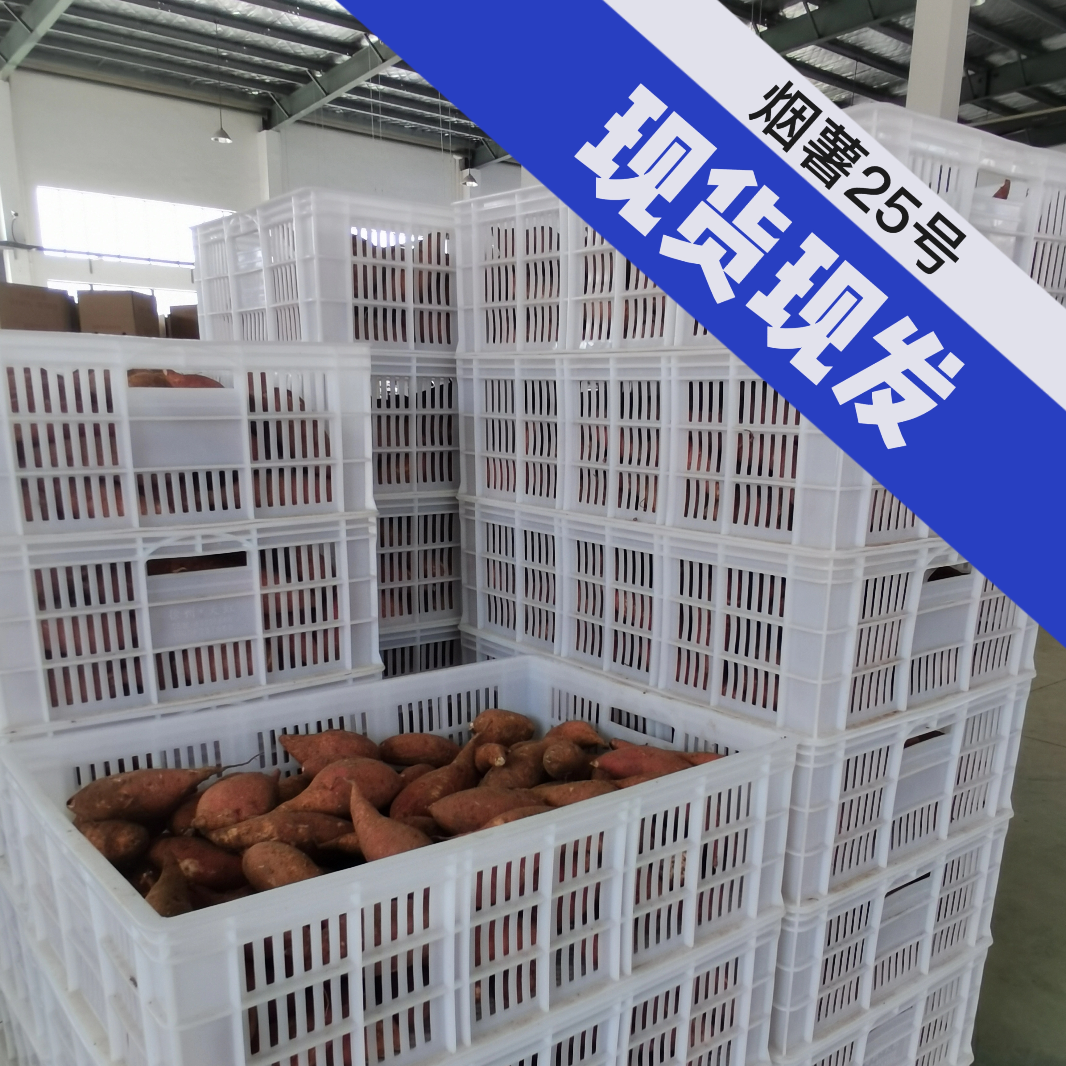 烟薯25薄皮糖分高无丝香甜软糯